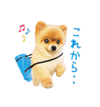 ポメラニアン もふた 3（個別スタンプ：5）