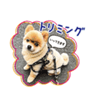 ポメラニアン もふた 3（個別スタンプ：9）
