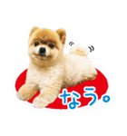 ポメラニアン もふた 3（個別スタンプ：11）