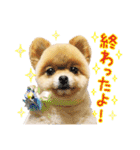 ポメラニアン もふた 3（個別スタンプ：12）