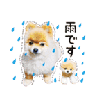ポメラニアン もふた 3（個別スタンプ：13）