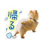 ポメラニアン もふた 3（個別スタンプ：16）
