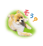 ポメラニアン もふた 3（個別スタンプ：20）