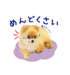 ポメラニアン もふた 3（個別スタンプ：24）