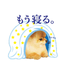 ポメラニアン もふた 3（個別スタンプ：26）