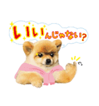 ポメラニアン もふた 3（個別スタンプ：34）
