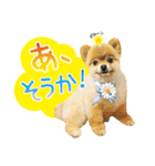ポメラニアン もふた 3（個別スタンプ：35）