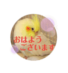 動物たちに春が来た！by チノカフェ（個別スタンプ：3）