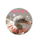 動物たちに春が来た！by チノカフェ（個別スタンプ：5）