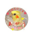 動物たちに春が来た！by チノカフェ（個別スタンプ：6）