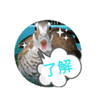 動物たちに春が来た！by チノカフェ（個別スタンプ：8）