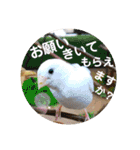 動物たちに春が来た！by チノカフェ（個別スタンプ：10）