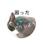 動物たちに春が来た！by チノカフェ（個別スタンプ：13）