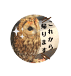 動物たちに春が来た！by チノカフェ（個別スタンプ：14）