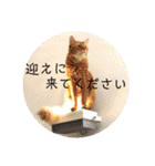 動物たちに春が来た！by チノカフェ（個別スタンプ：16）