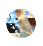 動物たちに春が来た！by チノカフェ（個別スタンプ：18）