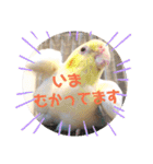動物たちに春が来た！by チノカフェ（個別スタンプ：20）