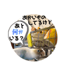 動物たちに春が来た！by チノカフェ（個別スタンプ：21）