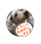 動物たちに春が来た！by チノカフェ（個別スタンプ：22）