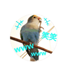 動物たちに春が来た！by チノカフェ（個別スタンプ：24）