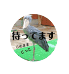 動物たちに春が来た！by チノカフェ（個別スタンプ：26）