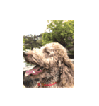 良い犬 三重子さんがお願い（個別スタンプ：5）