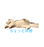 ペルシャ猫ちくわ②（個別スタンプ：1）