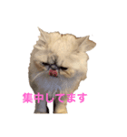 ペルシャ猫ちくわ②（個別スタンプ：5）