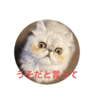 ペルシャ猫ちくわ②（個別スタンプ：6）