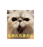 ペルシャ猫ちくわ②（個別スタンプ：7）
