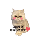 ペルシャ猫ちくわ②（個別スタンプ：8）
