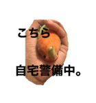 ぴぃまんチャンネル（個別スタンプ：1）