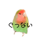 ぴぃまんチャンネル（個別スタンプ：7）