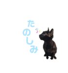 黒猫むぅちゃんの日常（個別スタンプ：8）