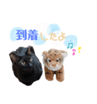 黒猫むぅちゃんの日常（個別スタンプ：12）