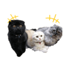 aiboo.cm.tvxq（個別スタンプ：8）