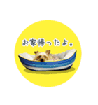 ヨーキーあずきのスタンプ（個別スタンプ：1）
