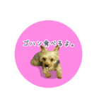ヨーキーあずきのスタンプ（個別スタンプ：5）