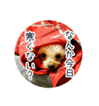 ヨーキーあずきのスタンプ（個別スタンプ：6）