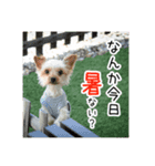 ヨーキーあずきのスタンプ（個別スタンプ：7）