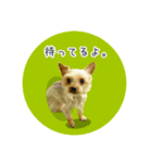 ヨーキーあずきのスタンプ（個別スタンプ：8）