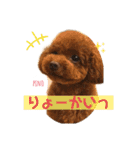 トイプードルのpino（個別スタンプ：2）