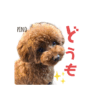 トイプードルのpino（個別スタンプ：3）