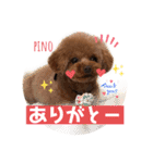 トイプードルのpino（個別スタンプ：4）