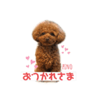 トイプードルのpino（個別スタンプ：5）