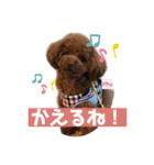 トイプードルのpino（個別スタンプ：6）