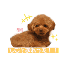 トイプードルのpino（個別スタンプ：7）