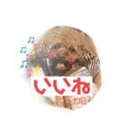 トイプードルのpino（個別スタンプ：8）