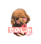 トイプードルのpino（個別スタンプ：9）