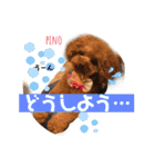 トイプードルのpino（個別スタンプ：11）
